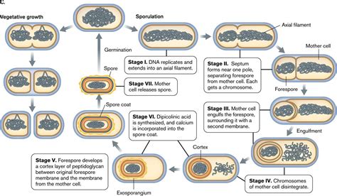 Germination vs sporulation - Biogenesis through sporulation. Various theories exist about the origin of life on Earth. Some theories imagine larger and larger molecules replicating in rich organic pools, with lipid vesicles washing out of cavities in rocks to enclose primordial cells 5.Assuming that the earliest primordial cells were monoderm 3,6–9, the acquisition of an outer membrane must have been a major ...